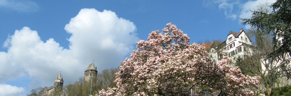 Blühende Magnolie im Galeriegarten
